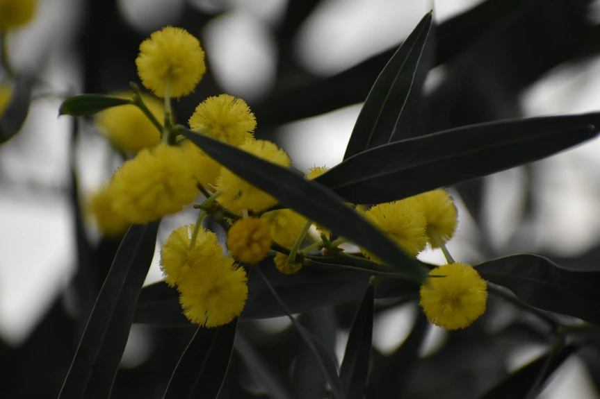 Connaissez-vous le Mimosa des quatre saisons ?